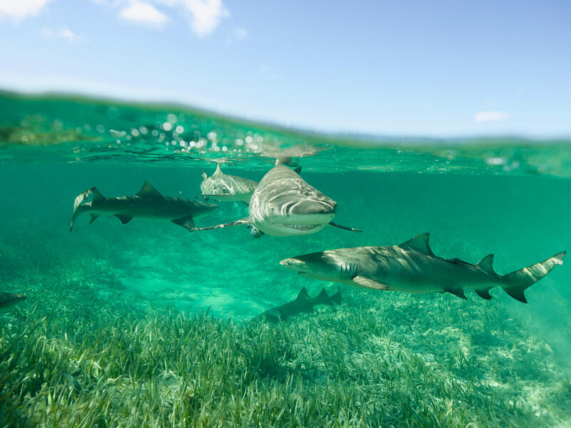 National Geographic Announces Largest Shark! Event Yet Kicking off Monday July 19th on National Geographic Wild