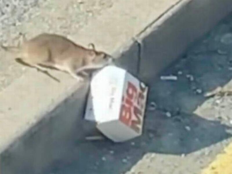 فأر