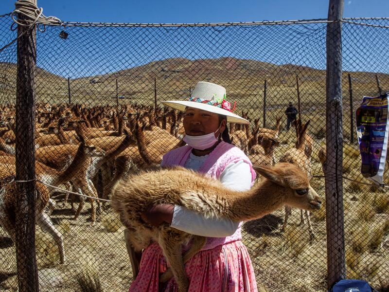 A member of the community of Totoroma holds a vicuna during the traditional Chaku, or Chaccu, an annual vicuna round-up and shearing festival, in the village of Totoroma, 148 km from the city of Puno, in southern Peru