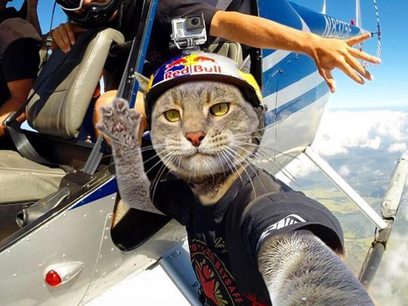 Manny-the selfie cat