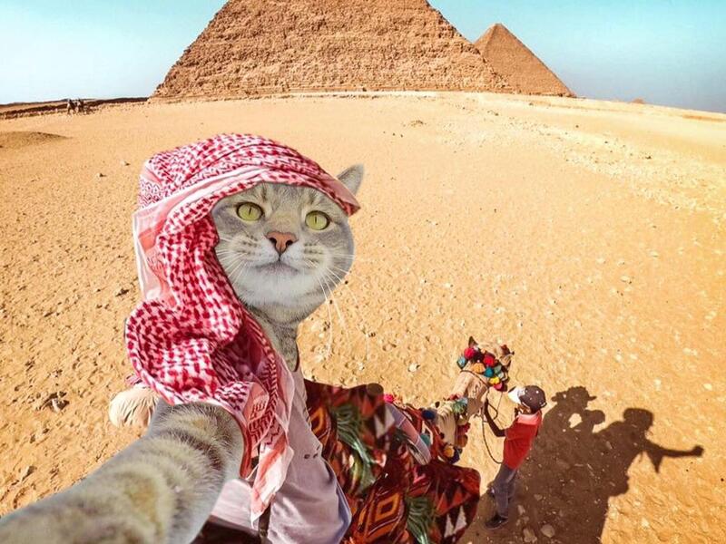 Manny-the selfie cat