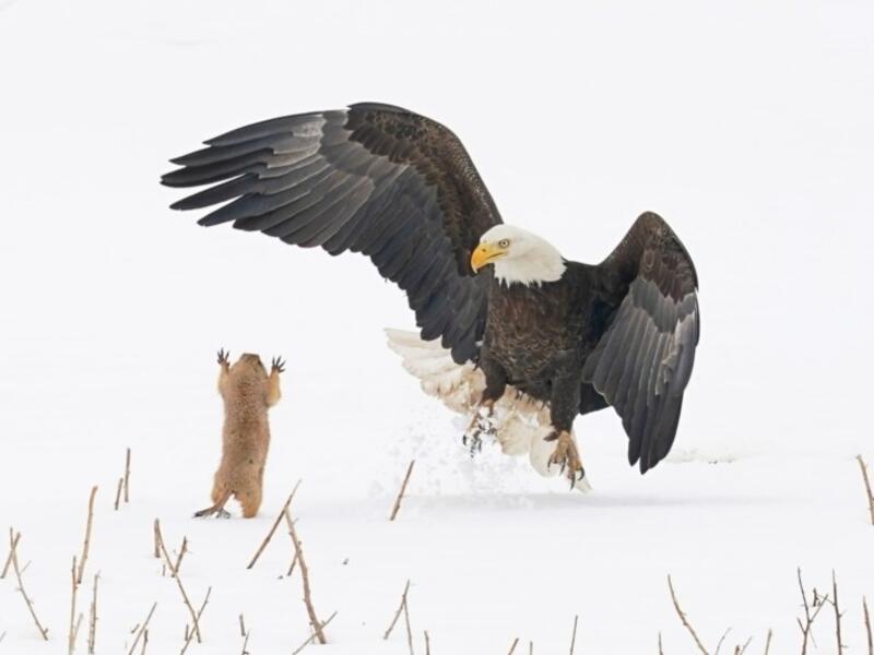 للمصور آرثر تريفينو – لسنجاب يقف مصدومًا أمام نسر كاسر يحدق به.