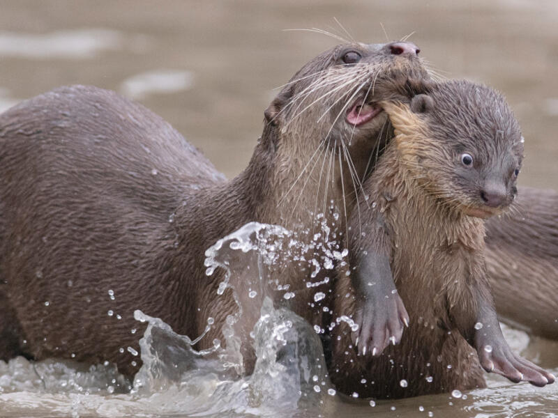 للمصور تشي كي توي – لحيوان قُضَاعَة (ثعلب الماء وكلب الماء) وهو يسحب ابنه فوق الماء وكأنه يجره الى المدرسة عنوة.