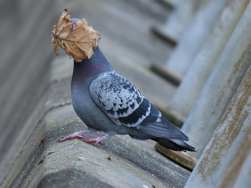 للمصور جون سبايرز – لحمامة مع ورقة شجر تغطي وجهها.