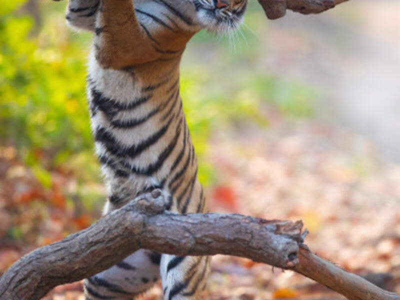 للمصور سيدانت أغراوال - لنمر يبدو أنه يحمل جذعًا خشبيًا كبيرًا على كتفه.