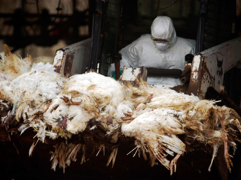 Bird flu