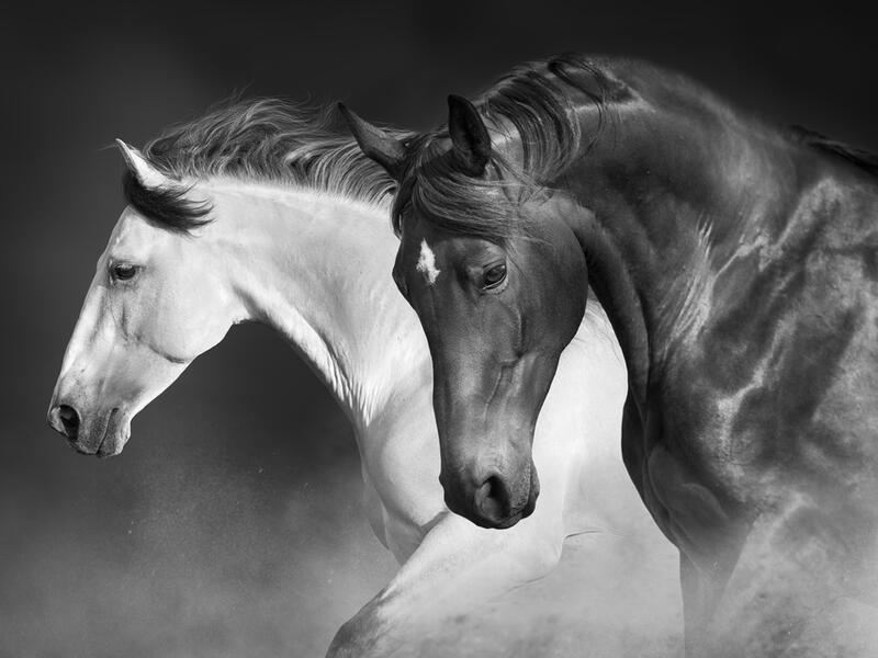 the fifth edition of the International Exhibition of Arabian Horses