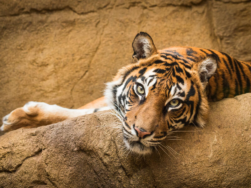 Sheriff's deputies shot and killed the eight-year-old tiger at Naples Zoo, Florida 