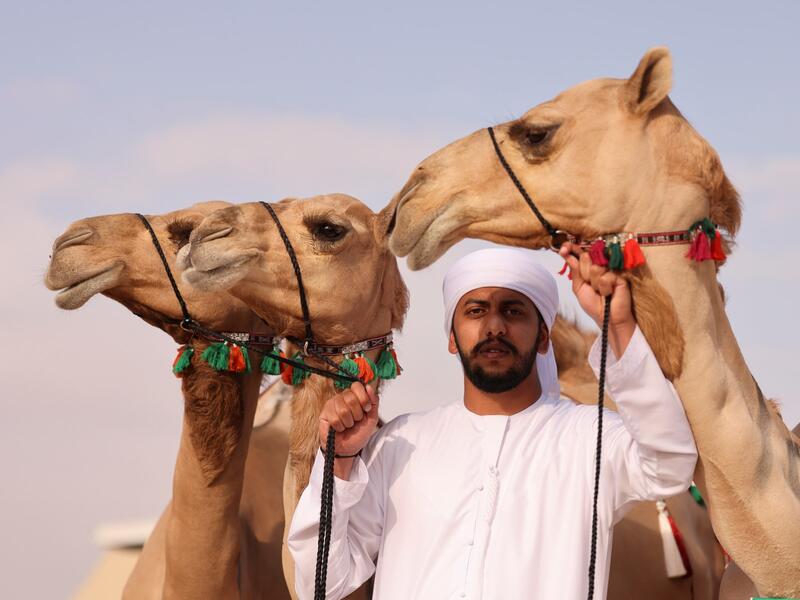 Mazayin Dhafra Camel Festival