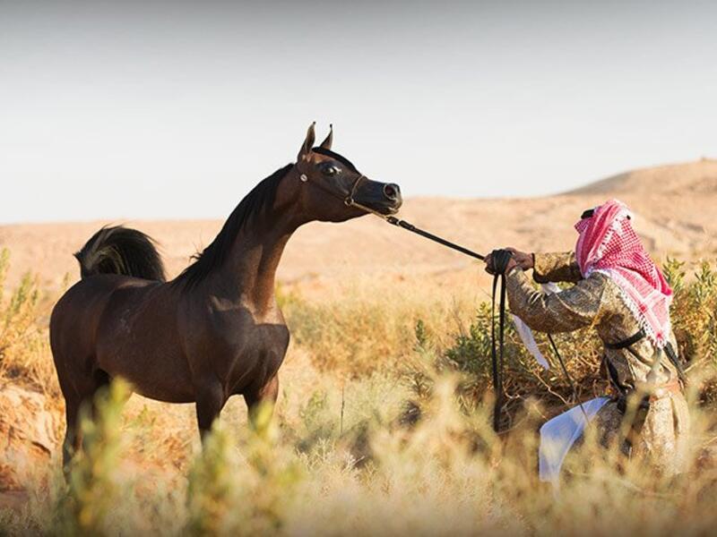 رمز الخيل العربي: وهو أحد أبرز رموز العمق العربي، التي تُشير إلى الفروسيّة والشجاعة، تلك التي تمتّع به القادة  عبر العصور حتى أسسوا دولتهم.