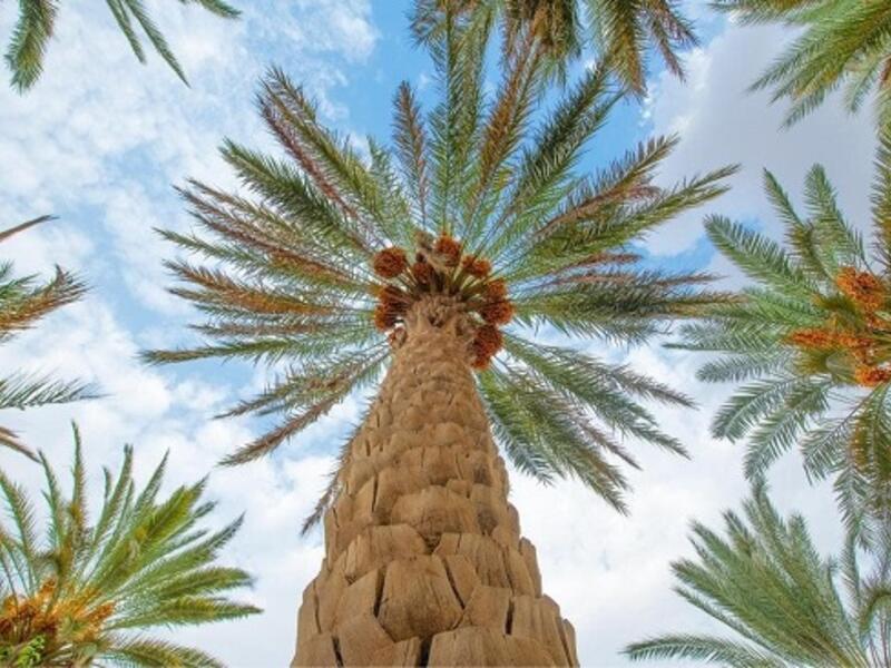 رمز النخلة: يعني الحياة والكرم والعطاء.