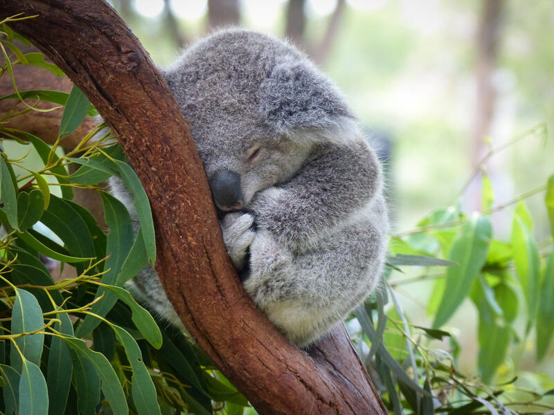 the Australian government placed koalas on the list for endangered species