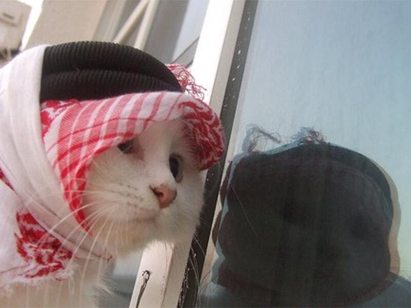 مسابقة ملكة جمال القطط في الأردن