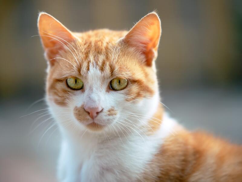 Missing cat