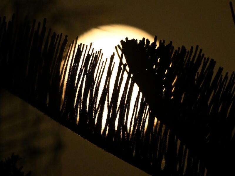 strawberry moon