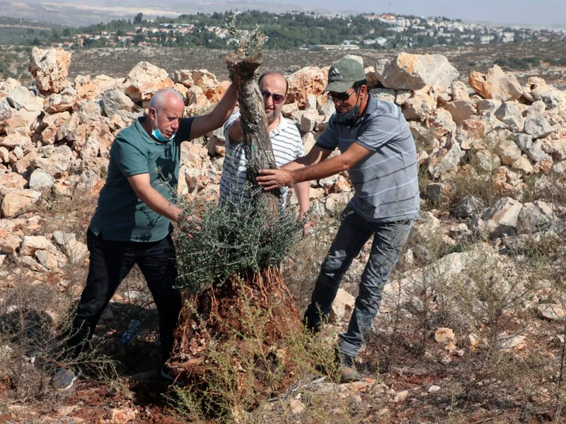 Jewish settlers uprooting olive trees 