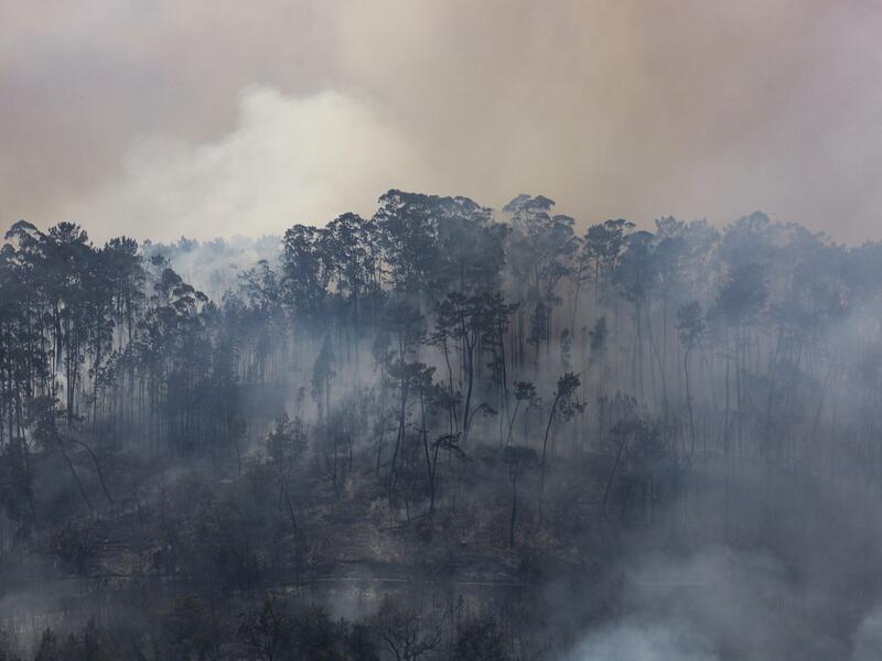 wildfires