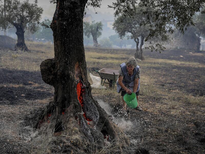 wildfires