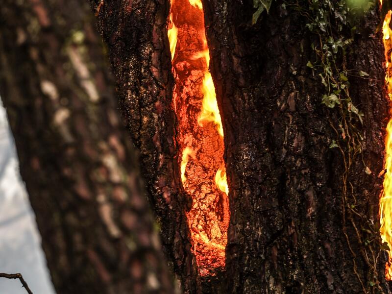 wildfires