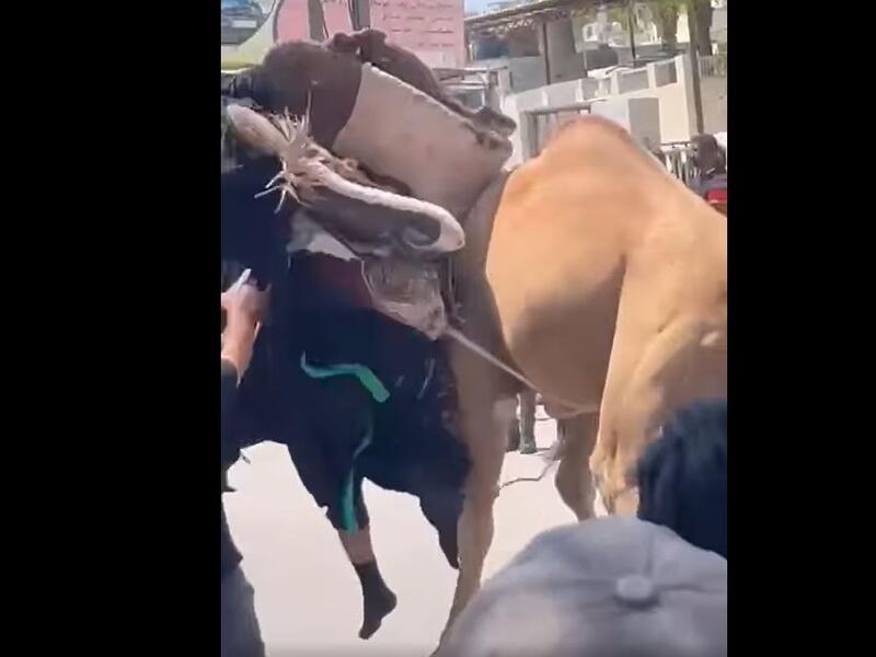 والسيدة عائشة هي  ثالث زوجات الرسول محمد وإحدى أمهات المؤمنين، والتي لم يتزوج امرأة بكرًا غيرها.