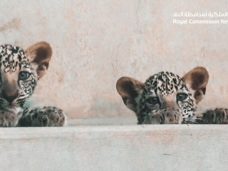 ولادة أنثيين من النمر العربي في العلا (الصورة: الهيئة الملكية لمحافظة العلا)