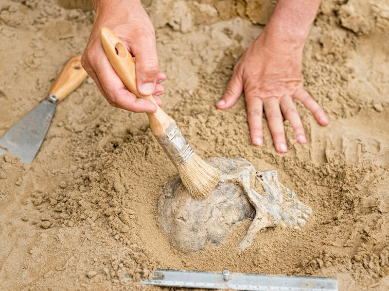 human fossils