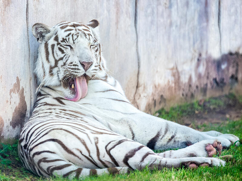 Al Ain Zoo