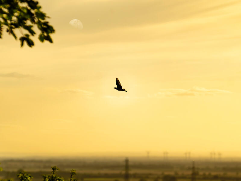 Bird in the sky 
