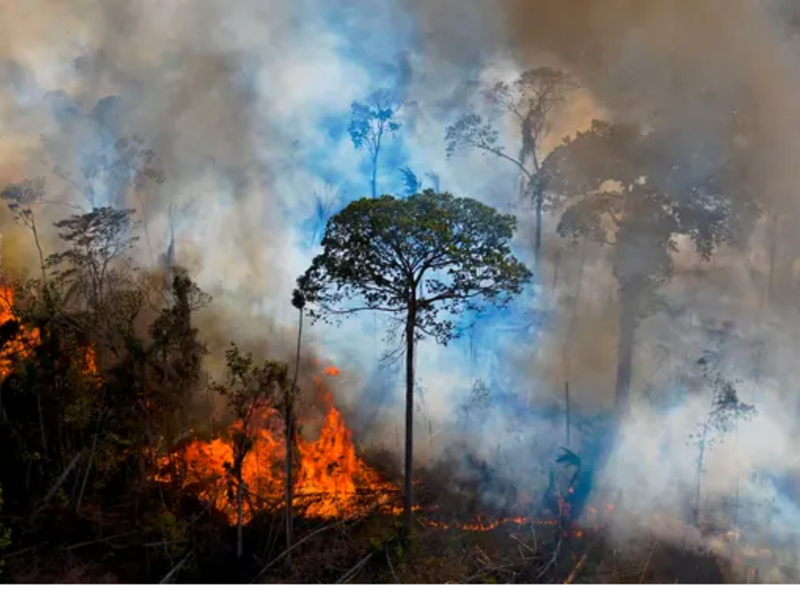Brazil's rain forests are being destroyed 