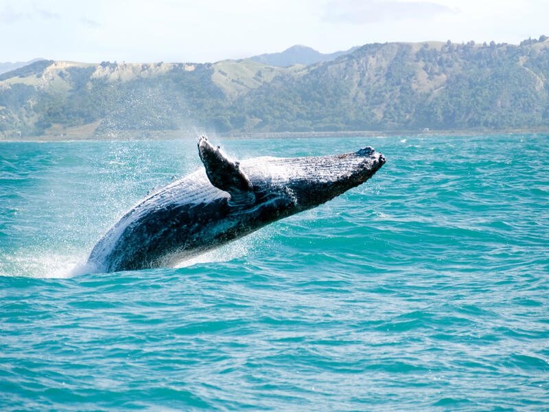 Whales 