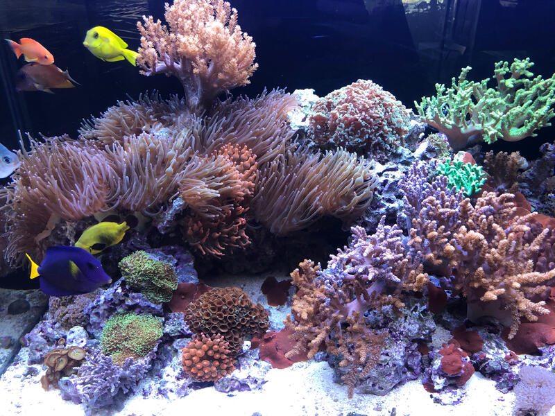 Corals 