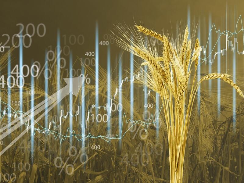أسعار القمح ترتفع بأكثر من 4% في الولايات المتحدة