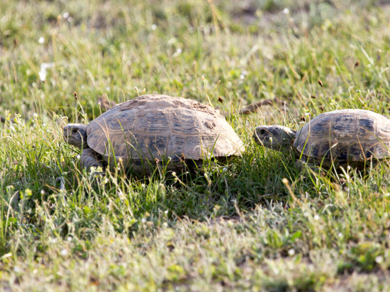 turtles