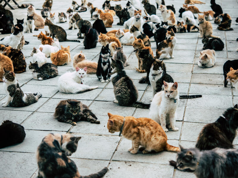 Cats 