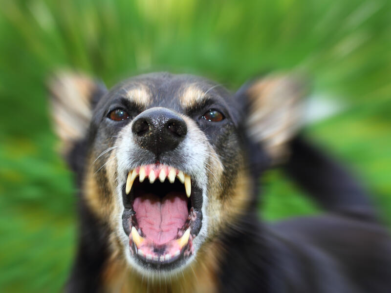 Mad dog 