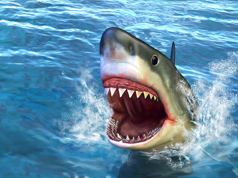 Killer shark