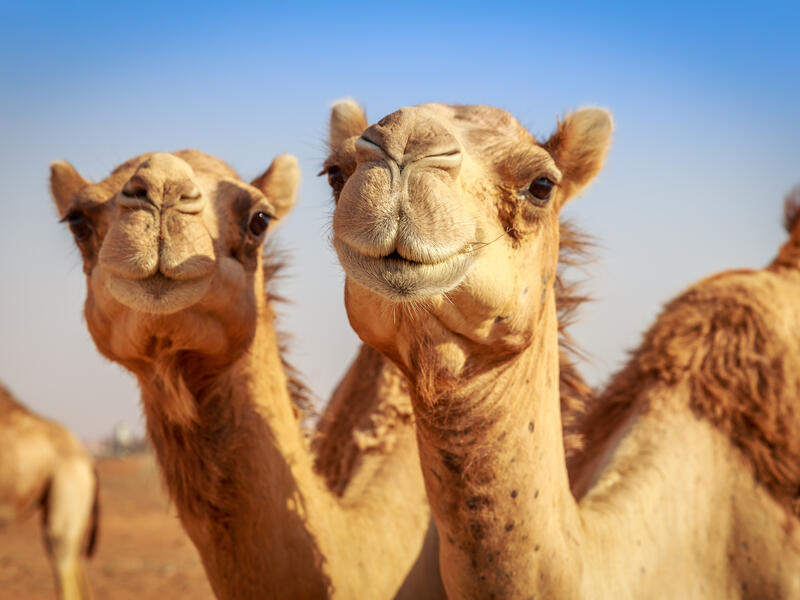 camel