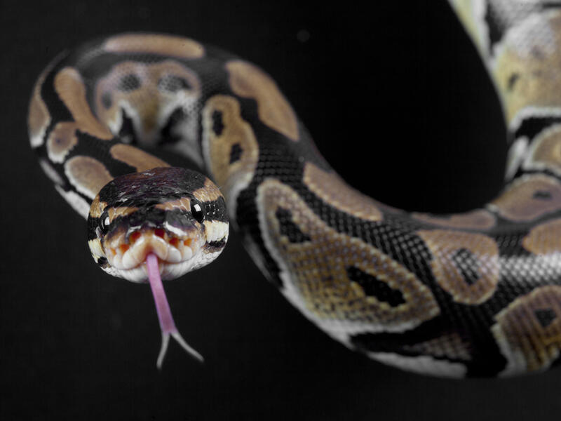 pythons 
