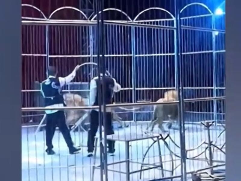 فرار أسدين من سيرك في الصين (لقطة شاشه)