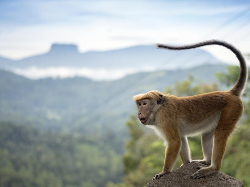 Sri Lanka