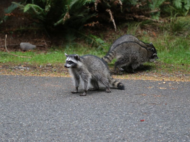 Raccoon