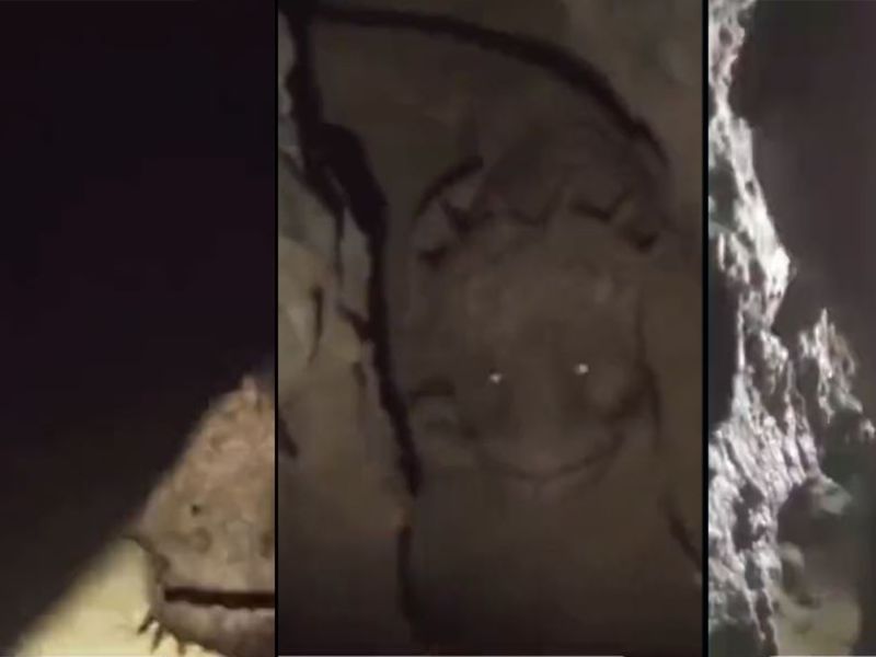 Creepy animal