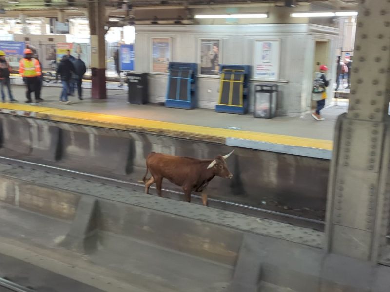 Bull on train tracks near Newark Penn Station: NJ TRANSIT. (X)