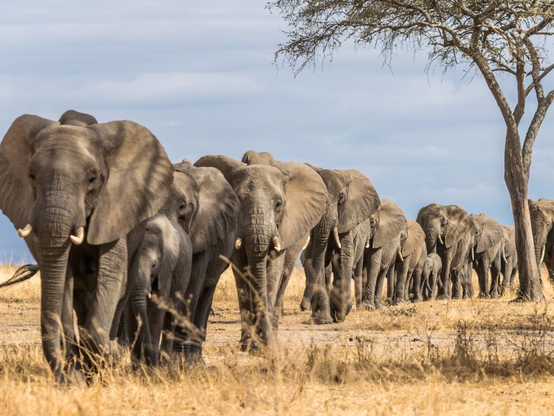 Ivory trade