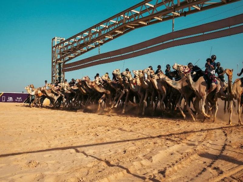 الاتحاد السعودي للهجن يعلن انطلاق أولى بطولات الموسم