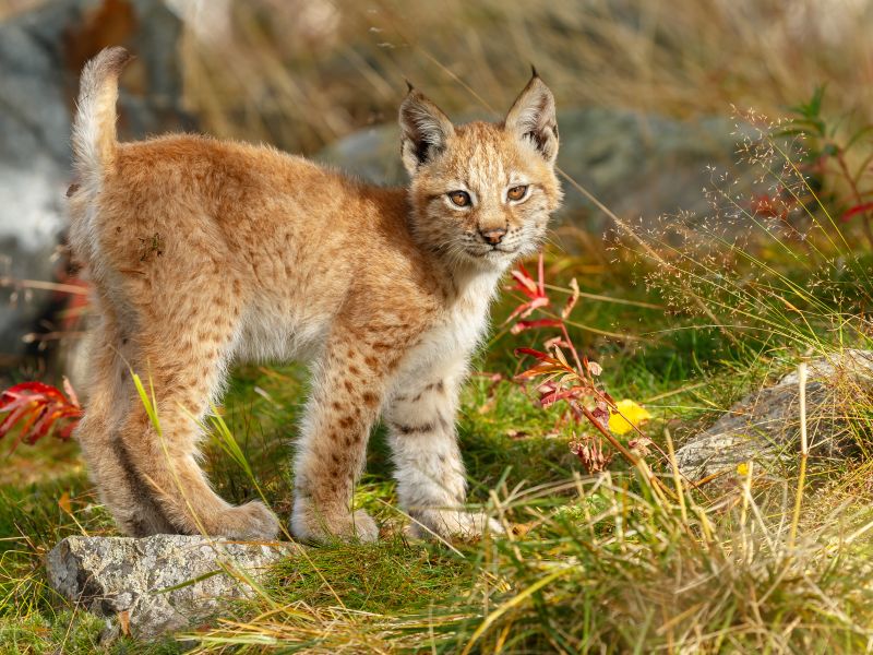 bobcat 