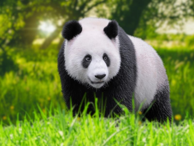 pandas 