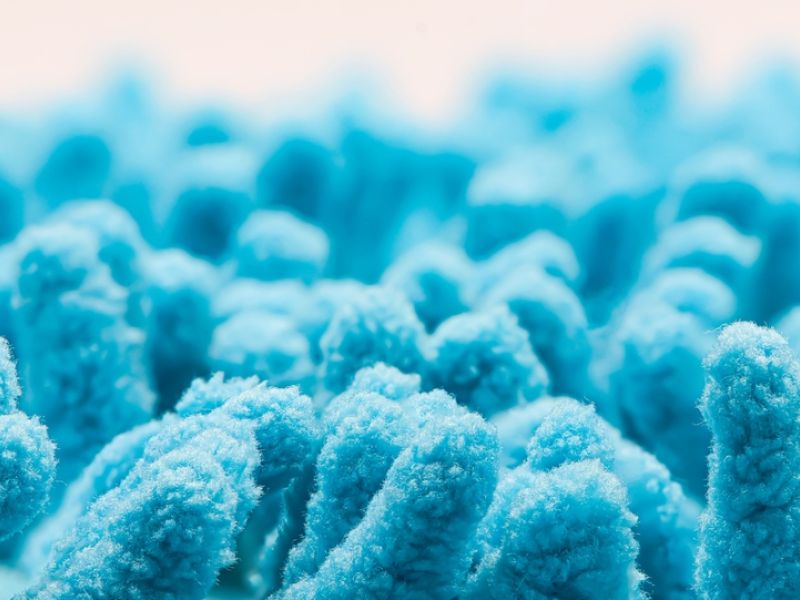  bacteria
