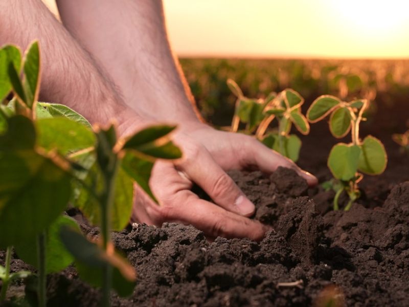 fertilizer company