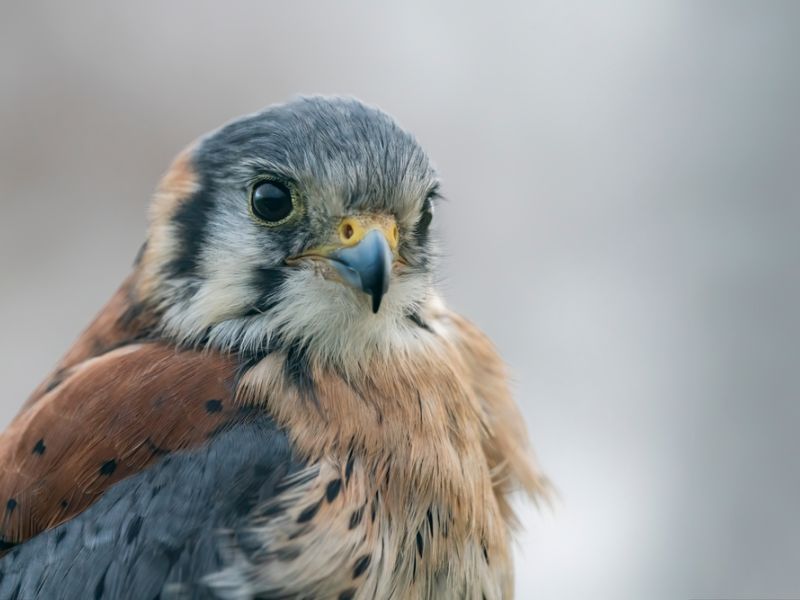 American Kestrel